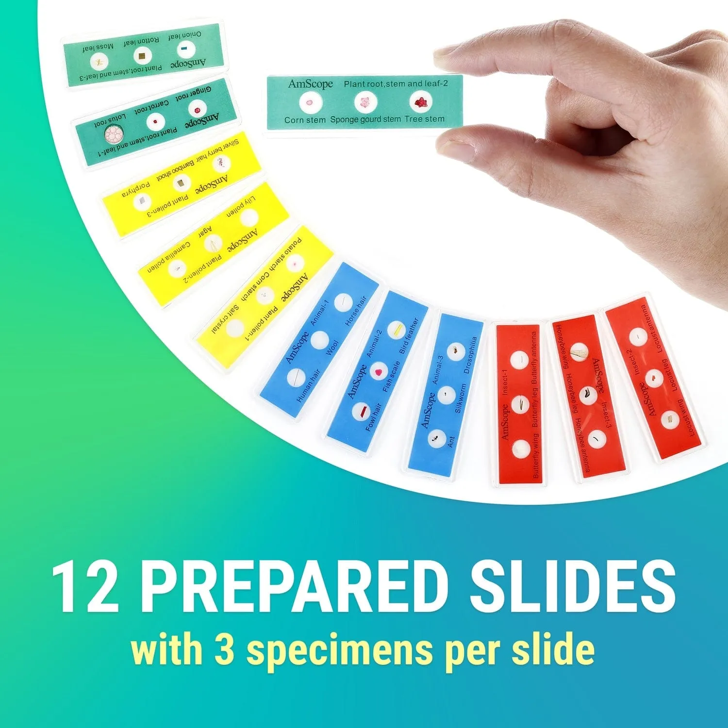 AmScope 12pc Color-coded 3-specimen Prepared Plastic Microscope Slides with Plant, Insect, Mammal, Bird and Fish Specimens