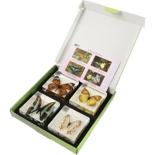 Encased Butterfly Collection